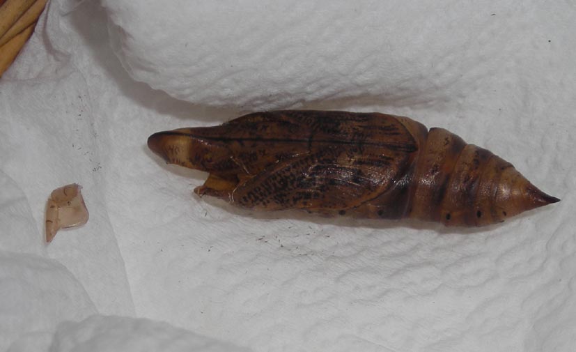 Pupa di Macroglossum stellatarum